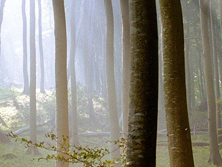 Naturconsult GmbH - Eine Referenz von webdesign berlin